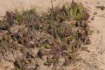 Opuntia nemoralis, Sonnia Hill