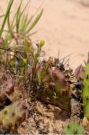 Opuntia nemoralis, cladodes, Sonnia Hill