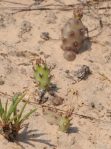 Opuntia nemoralis, cladodes, Sonnia Hill