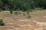 Opuntia nemoralis habitat, Sonnia Hill