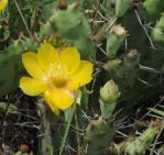 Opuntia nemoralis, in flower, Sonnia Hill