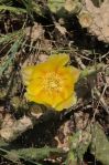 Opuntia nemoralis, in flower, Sonnia Hill