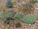 Opuntia nicholii and possible hybrid with O. aurea, Bitter Springs, AZ