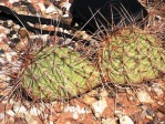 Opuntia nicholii