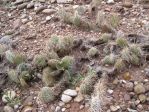 Opuntia nicholii, near Marble Canyon, AZ, Chris Ginkel