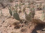 Opuntia nicholii, near Marble Canyon, AZ, Chris Ginkel