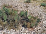 Opuntia nicholii, near Marble Canyon Bridge, AZ