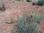 Opuntia nicholii, near Marble Canyon Bridge, AZ