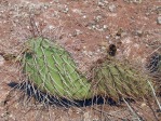 Opuntia nicholii, near Marble Canyon Bridge, AZ