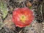 Opuntia nicholii x O. phaeacantha hybrid, near Bitter Springs, AZ, Chris GInkel