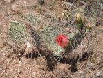 Opuntia nicholii x O. phaeacantha hybrid, near Bitter Springs, AZ, Chris GInkel