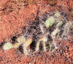 Opuntia nicholii-like