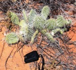 Opuntia nicholii-like