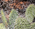 Opuntia nicholii-like