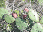 Opuntia nitens in habitat