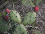 Opuntia nitens in habitat