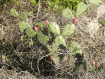 Opuntia nitens in habitat