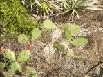 Opuntia nitens in habitat