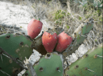 Opuntia nitens in habitat