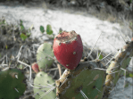 Opuntia nitens in habitat