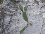 Opuntia nitens in habitat