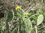 Opuntia nitens