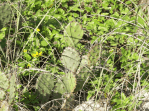 Opuntia nitens