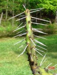 Opuntia nitens, garden plant