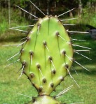 Opuntia nitens, garden plant