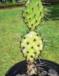 Opuntia nitens, garden plant