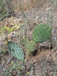 Opuntia occidentalis, San Dimas, CA