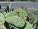 Opuntia occidentalis