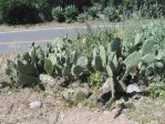 Opuntia occidentalis