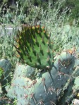 Opuntia occidentalis