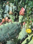 Opuntia occidentalis, San Dimas, CA