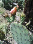 Opuntia occidentalis, San Dimas, CA