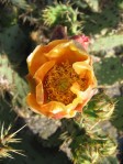 Opuntia occidentalis, Escondito, CA