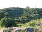 Opuntia occidentalis, Escondito, CA