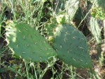 Opuntia occidentalis, Escondito, CA