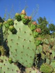 Opuntia occidentalis, Escondito, CA