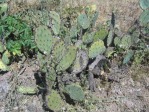 Opuntia occidentalis, San Dimas, CA