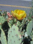 Opuntia occidentalis