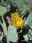 Opuntia occidentalis