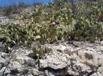 Opuntia orbiculata, Artesia, NM