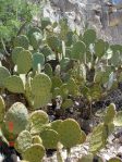 Opuntia orbiculata, Artesia, NM