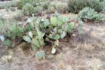 Opuntia orbiculata, Congress, AZ