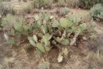 Opuntia orbiculata, Congress, AZ