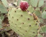 Opuntia orbiculata, Congress, AZ