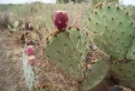 Opuntia orbiculata, Congress, AZ