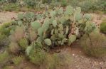 Opuntia orbiculata, Congress, AZ